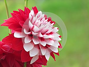 Beautiful dahlia flower, gardening