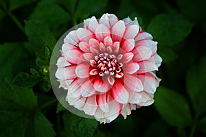 Beautiful dahlia flower with green leaves background