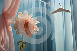 Beautiful dahlia flower on hanger in room, closeup