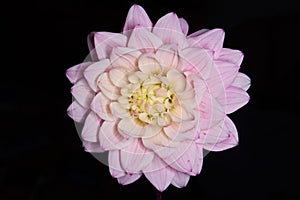 Beautiful dahlia flower head