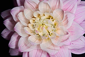 Beautiful dahlia flower head