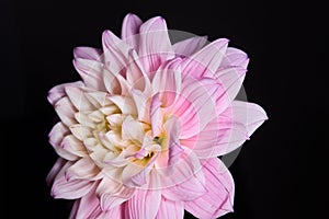 Beautiful dahlia flower head