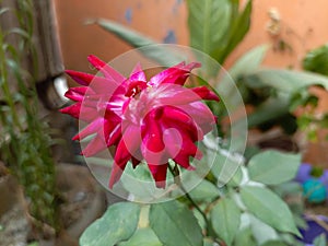 Beautiful dahlia flower in indonesia