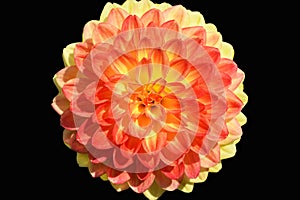 Beautiful dahlia flower isolated on black background