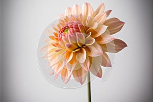 Beautiful dahlia flower isolated on white background. Close up