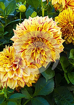 Beautiful dahlia flower,Magnificent dahlia flower.mature flower