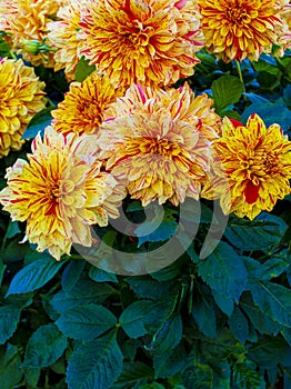 Beautiful dahlia flower.Magnificent dahlia flower, mature flower