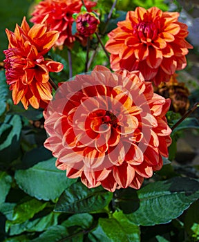 Beautiful dahlia flower.Magnificent red dahlia flower, mature flower