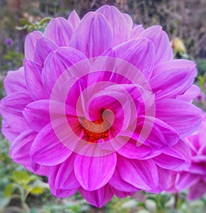 Beautiful dahlia flower,nice dahlia flower image