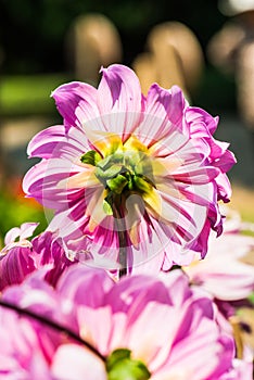 Beautiful Dahlia flower in park
