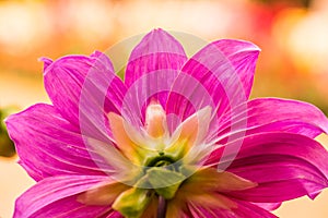 Beautiful Dahlia flower in park