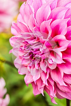 Beautiful Dahlia flower in park