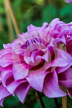 Beautiful Dahlia flower in park