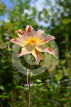 Beautiful dahlia flower with petals from yellow to orange