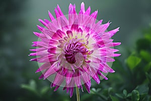 Beautiful dahlia flower in the summer garden