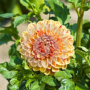 Beautiful dahlia flower in summer garden