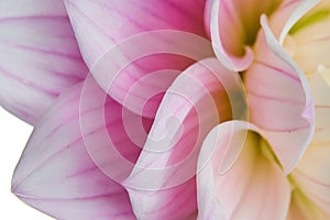 Beautiful dahlia flower - undersea abstraction