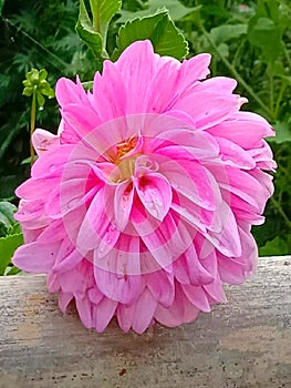 Beautiful dahlia flower wallpaper image