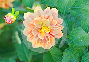 Beautiful dahlia flower and water drop in garden.