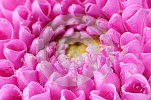 Beautiful Dahlia flower with water drops as background, macro
