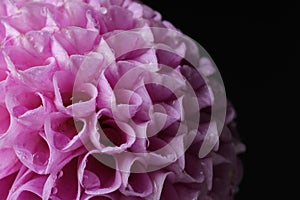 Beautiful Dahlia flower with water drops on black background, macro