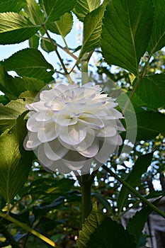 Beautiful dahlia flower with white petals with light violet edges on the background of green leaves