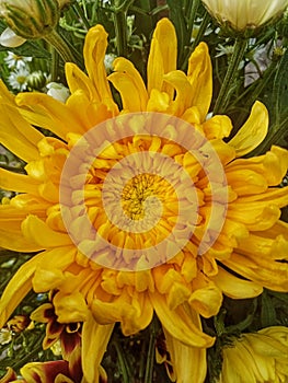 beautiful dahlia flower with yellow color