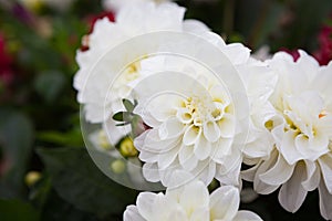 Beautiful dahlia flowers