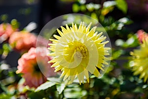 Beautiful Dahlia flowers