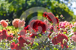 Beautiful Dahlia flowers