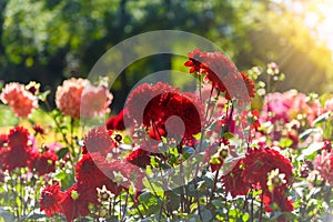 Beautiful Dahlia flowers