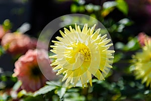 Beautiful Dahlia flowers