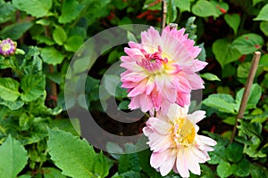 Beautiful Dahlia flowers