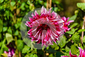 Beautiful Dahlia flowers