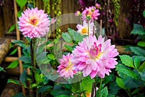 Beautiful Dahlia flowers