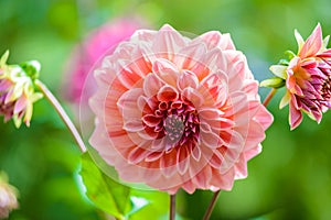 Beautiful Dahlia flowers