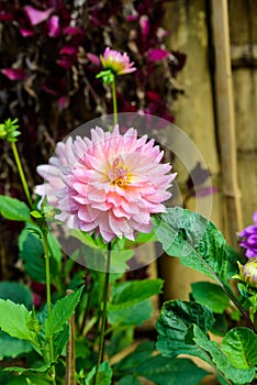 Beautiful Dahlia flowers