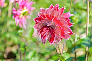 Beautiful Dahlia flowers