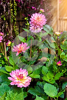 Beautiful Dahlia flowers