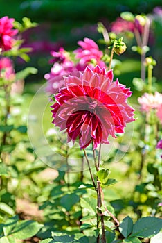 Beautiful Dahlia flowers