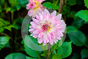 Beautiful Dahlia flowers