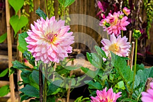 Beautiful Dahlia flowers