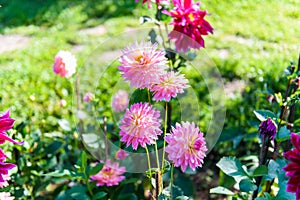 Beautiful Dahlia flowers