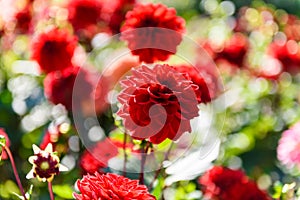 Beautiful Dahlia flowers