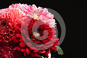 Beautiful dahlia flowers on black background, closeup. Space for text