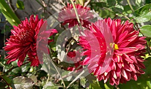 Beautiful dahlia flowers blooming in branch of green leaves plant growing in outdoors, natural sunlight, nature photography