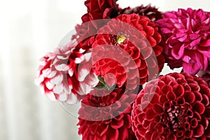 Beautiful dahlia flowers on blurred background, closeup