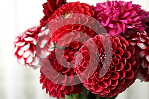 Beautiful dahlia flowers on blurred background, closeup