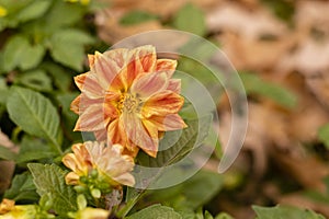 Beautiful dahlia flowers close up