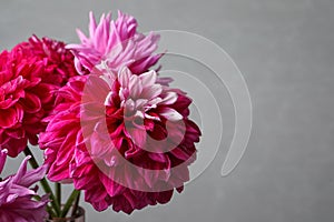 Beautiful dahlia flowers on grey background, closeup. Space for text